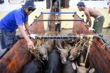 Sejumlah pekerja melakukan bongkar muat sapi potong asal NTT dari Tol Laut KM Camara Nusantara 2 setibanya di Pelabuhan Samarinda, Kalimantan Timur, Jumat (4/4/2025). Dinas Peternakan dan Kesehatan Hewan Provinsi Kalimantan Timur menyatakan sebanyak 497 ekor sapi potong asal NTT didatangkan untuk memenuhi kebutuhan pasokan sapi potong sementara kebutuhan di wilayah itu sebesar 75 ribu - 80 ribu ekor pertahunnya. Antara Kaltim/M Risyal Hidayat