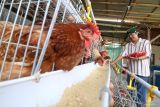 Penggagas proyek percontohan peternakan terintegrasi Deny Widyanarko mengambil telur di peternakan ayam skala rumah tangga di Kabupaten Kediri, Jawa Timur, Sabtu (5/4/2025). Proyek percontohan peternakan terintegrasi dengan cara meningkatkan efisiensi produksi dan pemanfaatan kotoran ternak untuk pupuk pertanian tersebut sebagai upaya edukasi kepada warga sekitar dalam membangun ketahanan pangan skala rumah tangga di pedesaan. Antara Jatim/Prasetia Fauzani/um