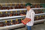 Penggagas proyek percontohan peternakan terintegrasi Deny Widyanarko mengambil telur di peternakan ayam skala rumah tangga di Kabupaten Kediri, Jawa Timur, Sabtu (5/4/2025). Proyek percontohan peternakan terintegrasi dengan cara meningkatkan efisiensi produksi dan pemanfaatan kotoran ternak untuk pupuk pertanian tersebut sebagai upaya edukasi kepada warga sekitar dalam membangun ketahanan pangan skala rumah tangga di pedesaan. Antara Jatim/Prasetia Fauzani/um