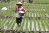 Petani menaburkan pupuk ke lahan padi di salah satu kawasan lumbung padi nasional di Ngawi, Jawa Timur, Minggu (6/4/2025). Pemerintah mengalokasikan pupuk subsidi terbanyak tahun 2025 di provinsi Jawa Timur yakni sebanyak 1,88 juta ton atau senilai Rp8,87 triliun untuk mendukung swasembada pangan dengan target luas tanam padi sebesar 2,75 juta hektar. Antara Jatim/Ari Bowo Sucipto/um