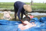 Petani memasukkan pupuk ke dalam ember untuk ditaburkan di salah satu kawasan lumbung padi nasional di Ngawi, Jawa Timur, Minggu (6/4/2025). Pemerintah mengalokasikan pupuk subsidi terbanyak tahun 2025 di provinsi Jawa Timur yakni sebanyak 1,88 juta ton atau senilai Rp8,87 triliun untuk mendukung swasembada pangan dengan target luas tanam padi sebesar 2,75 juta hektar. Antara Jatim/Ari Bowo Sucipto/um