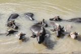 Sejumlah kerbau peliharaan warga berendam di sungai Bengawan Madiun di dusun Brebes, Kersikan, Ngawi, Jawa Timur, Senin (7/4/2025). Dusun yang dikenal dengan sebutan kampung kerbau tersebut dihuni sekitar 100 kepala keluarga dan hampir seluruhnya memelihara kerbau sebagai tradisi turun temurun sekaligus kearifan lokal masyarakat setempat yakni mewujudkan tabungan dalam bentuk hewan peliharaan berupa kerbau. ANTARA Jatim/Ari Bowo Sucipto/mas.