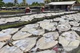 Pekerja menjemur ikan manyung untuk pembuatan asin jambal roti di Katapang Doyong, Kabupaten Pangandaran, Jawa Barat, Rabu (9/4/2025). Kementerian Kelautan dan Perikanan mencatat nilai ekspor perikanan mencapai Rp1 triliun dengan total ekspor perikanan nasional selama H-7 sampai H+1 libur Lebaran frekuensinya sebanyak 2.774 kali, dengan volume total 20.225.966 kilogram atau lebih dari 20 ribu ton. ANTARA FOTO/Adeng Bustomi/agr