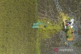 Foto udara petani memanen padi di desa Wanantara, Sindang, Indramayu, Jawa Barat, Rabu (9/4/2025). Menteri Pertanian Andi Amran Sulaiman menyatakan serapan gabah kering panen (GKP) di tingkat petani oleh Perum Bulog saat ini mengalami tren peningkatan mencapai 800.000 ton dalam sekali penyerapan, sementara stok beras nasional di gudang Bulog mencapai 2,4 juta ton dan diprediksi akan menembus 3 juta ton pada akhir April. ANTARA FOTO/Dedhez Anggara/agr