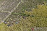 Foto udara petani memanen padi di desa Wanantara, Sindang, Indramayu, Jawa Barat, Rabu (9/4/2025). Menteri Pertanian Andi Amran Sulaiman menyatakan serapan gabah kering panen (GKP) di tingkat petani oleh Perum Bulog saat ini mengalami tren peningkatan mencapai 800.000 ton dalam sekali penyerapan, sementara stok beras nasional di gudang Bulog mencapai 2,4 juta ton dan diprediksi akan menembus 3 juta ton pada akhir April. ANTARA FOTO/Dedhez Anggara/agr