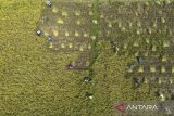 Foto udara petani memanen padi di desa Wanantara, Sindang, Indramayu, Jawa Barat, Rabu (9/4/2025). Menteri Pertanian Andi Amran Sulaiman menyatakan serapan gabah kering panen (GKP) di tingkat petani oleh Perum Bulog saat ini mengalami tren peningkatan mencapai 800.000 ton dalam sekali penyerapan, sementara stok beras nasional di gudang Bulog mencapai 2,4 juta ton dan diprediksi akan menembus 3 juta ton pada akhir April. ANTARA FOTO/Dedhez Anggara/agr