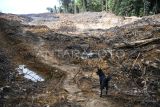 Seekor anjing berdiri di Kawasan Hutan Dengan Tujuan Khusus (KHDTK) Diklat Kehutanan Fakultas Kehutanan Universitas Mulawarman yang telah hancur di Samarinda, Kalimantan Timur, Kamis (10/4/2025). Menurut Kepala Laboratorium Alam KHDTK Diklathut Fahutan Unmul Rustam Fahmy sekitar 3,26 hektare lahan di KHDTK itu diratakan oleh alat berat yang diduga untuk alih fungsi lahan sebagai penambangan ilegal yang berlangsung pada 5 April 2025. Antara Kaltim/M Risyal Hidayat