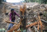 Seorang mahasiswa Universitas Mulawarman mengamati pohon Ulin yang ditebang di Kawasan Hutan Dengan Tujuan Khusus (KHDTK) Diklat Kehutanan Fakultas Kehutanan Unmul di Samarinda, Kalimantan Timur, Kamis (10/4/2025). Menurut Kepala Laboratorium Alam KHDTK Diklathut Fahutan Unmul Rustam Fahmy sekitar 3,26 hektare lahan di KHDTK itu diratakan oleh alat berat yang diduga untuk alih fungsi lahan sebagai penambangan ilegal yang berlangsung pada 5 April 2025. Antara Kaltim/M Risyal Hidayat