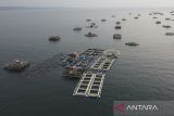 Foto udara keramba jaring apung (KJA) milik nelayan di Pantai Timur, Kabupaten Pangandaran, Jawa Barat, Kamis (10/4/2025). Sebanyak 40 kolam KJA berukuran 3x6 meter dengan kedalaman lima meter itu digunakan nelayan untuk membudidayakan ikan kerapu dan baramundi untuk meningkatkan ekonomi nelayan ketika hasil tangkapan ikan menurun. ANTARA FOTO/Adeng Bustomi/agr