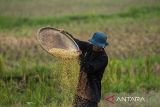 Petani memisahkan gabah hasil panen di Batujajar, Kabupaten Bandung Barat, Jawa Barat, Kamis (10/4/2025). Badan Pusat Statistik (BPS) mencatat produksi padi nasional dalam bentuk Gabah Kering Panen (GKP) pada Februari 2025 diperkirakan sebesar 4,62 juta ton atau meningkat 62,00 persen dibandingkan produksi padi GKP di Februari 2024 sebesar 2,85 juta ton. ANTARA FOTO/Abdan Syakura/agr