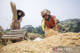 Petani merontokkan padi hasil panen di Batujajar, Kabupaten Bandung Barat, Jawa Barat, Kamis (10/4/2025). Badan Pusat Statistik (BPS) mencatat produksi padi nasional dalam bentuk Gabah Kering Panen (GKP) pada Februari 2025 diperkirakan sebesar 4,62 juta ton atau meningkat 62,00 persen dibandingkan produksi padi GKP di Februari 2024 sebesar 2,85 juta ton. ANTARA FOTO/Abdan Syakura/agr