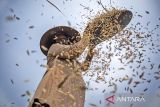 Petani memisahkan gabah hasil panen di Batujajar, Kabupaten Bandung Barat, Jawa Barat, Kamis (10/4/2025). Badan Pusat Statistik (BPS) mencatat produksi padi nasional dalam bentuk Gabah Kering Panen (GKP) pada Februari 2025 diperkirakan sebesar 4,62 juta ton atau meningkat 62,00 persen dibandingkan produksi padi GKP di Februari 2024 sebesar 2,85 juta ton. ANTARA FOTO/Abdan Syakura/agr