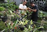 Pembudidaya anggrek Asari (kiri) bersama pekerjanya berusaha menyilangkan indukan anggrek di Kebun Anggrek Singosari, Malang, Jawa Timur, Kamis (10/4/2025). Pembudidaya anggrek setempat berusaha mengatasi serbuan anggrek impor dari Thailand dengan terus berinovasi menghasilkan anggrek spesies silangan baru yang unik serta mencoba membanjiri pasar dalam negeri dengan jumlah produksi sekitar 20.000 bibit per bulan. ANTARA Jatim/Ari Bowo Sucipto/mas.