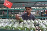 Pekerja menata bibit anggrek silangan hasil budi daya di Kebun Anggrek Singosari, Malang, Jawa Timur, Kamis (10/4/2025). Pembudidaya anggrek setempat berusaha mengatasi serbuan anggrek impor dari Thailand dengan terus berinovasi menghasilkan anggrek spesies silangan baru yang unik serta mencoba membanjiri pasar dalam negeri dengan jumlah produksi sekitar 20.000 bibit per bulan. ANTARA Jatim/Ari Bowo Sucipto/mas.