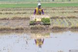 Pekerja mengoperasikan mesin tanam padi di area persawahan Desa Batembat, Kabupaten Nganjuk, Jawa Timur, Kamis (10/4/2025). Sejumlah petani di daerah tersebut mulai memanfaatkan paket jasa tanam padi dengan mesin sekaligus pembelian bibit dengan harga Rp550 ribu per petak sawah untuk ukuran 1.750 meter persegi yang dinilai lebih ekonomis sekaligus hasil lebih rapi dan cepat dari pada mempekerjakan buruh tani dan menyiapkan bibit sendiri berbiaya Rp750 ribu dengan luas tanam yang sama. Antara Jatim/Prasetia Fauzani/um