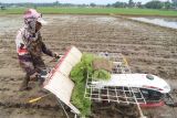 Pekerja mengoperasikan mesin tanam padi di area persawahan Desa Batembat, Kabupaten Nganjuk, Jawa Timur, Kamis (10/4/2025). Sejumlah petani di daerah tersebut mulai memanfaatkan paket jasa tanam padi dengan mesin sekaligus pembelian bibit dengan harga Rp550 ribu per petak sawah untuk ukuran 1.750 meter persegi yang dinilai lebih ekonomis sekaligus hasil lebih rapi dan cepat dari pada mempekerjakan buruh tani dan menyiapkan bibit sendiri berbiaya Rp750 ribu dengan luas tanam yang sama. Antara Jatim/Prasetia Fauzani/um