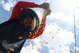 Petani membersihkan gabah dari sisa jerami dengan cara manual di areal persawahan Desa Ngrendeng, Tulungagung, Jawa Timur, Jumat (11/4/2025). Surplus padi di daerah itu terus mengalami penurunan dari semula mencapai 203.046 ton pada 2020, turun menjadi 75.067 ton pada 2023 dan turun lagi menjadi 58.457 ton pada 2024, sementara tahun ini hingga Maret 2025 surplus padi baru sekitar 11 ribu ton. Antara Jatim/Destyan Sujarwoko/um