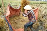 Petani membersihkan gabah dari sisa jerami dengan cara manual di areal persawahan Desa Ngrendeng, Tulungagung, Jawa Timur, Jumat (11/4/2025). Surplus padi di daerah itu terus mengalami penurunan dari semula mencapai 203.046 ton pada 2020, turun menjadi 75.067 ton pada 2023 dan turun lagi menjadi 58.457 ton pada 2024, sementara tahun ini hingga Maret 2025 surplus padi baru sekitar 11 ribu ton. Antara Jatim/Destyan Sujarwoko/um