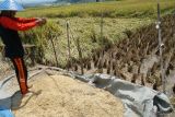 Petani membersihkan gabah dari sisa jerami dengan cara manual di areal persawahan Desa Ngrendeng, Tulungagung, Jawa Timur, Jumat (11/4/2025). Surplus padi di daerah itu terus mengalami penurunan dari semula mencapai 203.046 ton pada 2020, turun menjadi 75.067 ton pada 2023 dan turun lagi menjadi 58.457 ton pada 2024, sementara tahun ini hingga Maret 2025 surplus padi baru sekitar 11 ribu ton. Antara Jatim/Destyan Sujarwoko/um