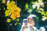 Pengunjung memotret bunga anggrek dengan telepon genggamnya di Taman Orchidarium, Kebun Raya Balikpapan, Kalimantan Timur, Sabtu (12/4/2025). Taman Orchidarium yang merupakan konservasi tanaman anggrek itu memiliki koleksi sebanyak 205 spesies dan 2.456 spesimen menjadi destinasi wisata alternatif warga Balikpapan untuk mengenal tanaman anggrek yang pertama kalinya ada di Kalimantan. Antara Kaltim/Aditya Nugroho/mrh