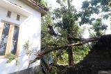 Warga memotong pohon jati yang roboh dan menimpa rumah karena angin puting beliung di Desa Tambibendo, Kabupaten Kediri, Jawa Timur, Sabtu (12/4/2025). Angin puting beliung yang disertai hujan di wilayah tersebut menyebabkan 20 rumah warga rusak dan sejumlah pohon besar tumbang. ANTARA Jatim/Prasetia Fauzani/mas.
