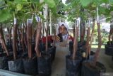 Pengunjung memilih bibit pohon anggur di sentra bibit tanaman hutan dan buah-buahan Desa Juwet, Nganjuk, Jawa Timur, Minggu (13/4/2025). Pada musim hujan penjualan bibit di lokasi tersebut rata-rata mencapai seribu bibit per hari yang didominasi oleh bibit pohon buah-buahan pesanan dari sejumlah daerah di Jawa Timur. Antara Jatim/Prasetia Fauzani/um