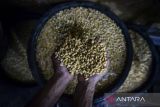 Pekerja mencuci kedelai untuk diolah menjadi tahu di Cipondoh, Kota Tangerang, Banten, Senin (14/4/2025). Produsen tahu setempat mengeluhkan harga kedelai impor yang sudah naik tiga kali sejak sepekan terakhir dari Rp9.900 menjadi Rp10.600 per kilogram yang berdampak terhadap meningkatnya biaya produksi tahu dan omzet mereka. ANTARA FOTO/Putra M. Akbar/gp