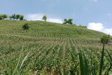 RTRW di Lombok Tengah mulai direvisi