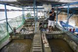 Warga memberi makan ikan yang berada di keramba di Sungai Mahakam, Samarinda Seberang, Samarinda, Kalimantan Timur, Rabu (16/4/2025). Kelompok Pembudidaya Ikan (Pokdakan) Maju Bersama Bisa membudidayakan ikan air tawar seperti ikan mas dan nila yang mencapai 32.000 ekor dalam 16 kotak keramba itu beromzet sekitar Rp3,8 juta per bulan. Antara Kaltim/M Risyal Hidayat