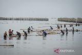 Petugas gabungan bersama nelayan mengumpulkan bambu dari pembongkaran pagar laut di pesisir laut Desa Kohod, Kabupaten Tangerang, Banten, Kamis (17/4/2025). Kementerian Kelautan dan Perikanan (KKP) membongkar sisa pagar laut sepanjang satu kilometer sebagai upaya menata ruang laut dan meningkatkan keselamatan para nelayan. ANTARA FOTO/Putra M. Akbar/gp