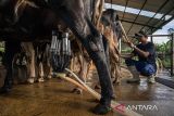 Pekerja memerah susu sapi di Peternakan Nusa Dairy Indonesia, Sumedang, Jawa Barat, Kamis (17/4/2025). Peternakan yang melibatkan masyarakat sekitar sebagai tenaga kerja tersebut dalam seharinya mampu memproduksi 150 liter susu sapi segar yang kemudian didistribusikan ke Satuan Pemenuhan Pelayanan Gizi (SPPG) di Kota Cimahi dalam memenuhi kebutuhan susu pada program makan bergizi gratis (MBG). ANTARA FOTO/Abdan Syakura/agr