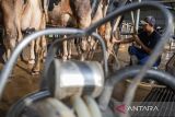 Pekerja memerah susu sapi di Peternakan Nusa Dairy Indonesia, Sumedang, Jawa Barat, Kamis (17/4/2025). Peternakan yang melibatkan masyarakat sekitar sebagai tenaga kerja tersebut dalam seharinya mampu memproduksi 150 liter susu sapi segar yang kemudian didistribusikan ke Satuan Pemenuhan Pelayanan Gizi (SPPG) di Kota Cimahi dalam memenuhi kebutuhan susu pada program makan bergizi gratis (MBG). ANTARA FOTO/Abdan Syakura/agr