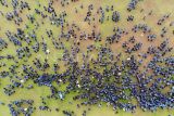 Foto udara sejumlah Pegawai Pemerintah dengan Perjanjian Kerja (PPPK) dan Aparatur Sipil Negara (ASN) saat mengikuti pelantikan di Lapangan Tegar Beriman, Cibinong, Kabupaten Bogor, Jawa Barat, Kamis (17/4/2025). Pemerintah Kabupaten Bogor melantik 3.324 orang PPPK dan ASN sebanyak 345 formasi tahun 2024. ANTARA FOTO/Yulius Satria Wijaya/foc.