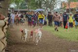 Dua ekor kambing berlari saat lomba karapan kambing di lapangan Kelurahan Jrebeng Kulon, Kecamatan Kedopok, Probolinggo, Jawa Timur, Sabtu (19/4/2025). Karapan kambing yang diikuti sebanyak 96 peserta tersebut digelar oleh Komunitas Pecinta Budaya Karapan Probolinggo dalam rangka menjaga tradisi dan termasuk rangkaian festival budaya kerapan Probolinggo. Antara Jatim/Irfan Sumanjaya/um