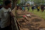 Warga menyaksikan lomba karapan kambing di lapangan Kelurahan Jrebeng Kulon, Kecamatan Kedopok, Probolinggo, Jawa Timur, Sabtu (19/4/2025). Karapan kambing yang diikuti sebanyak 96 peserta tersebut digelar oleh Komunitas Pecinta Budaya Karapan Probolinggo dalam rangka menjaga tradisi dan termasuk rangkaian festival budaya kerapan Probolinggo. Antara Jatim/Irfan Sumanjaya/um