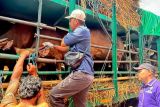 Dua ekor sapi mati terinjak saat pengangkutan dari Bima ke Jabodetabek