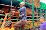 Gubernur NTB kerahkan tiga dinas atasi antrean sapi di Pelabuhan Gili Mas