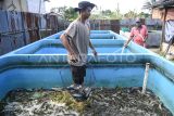 Aipda Solik menjaring ikan lele yang dipanen di rumahnya kawasan Sambutan, Samarinda, Kalimantan Timur, Minggu (20/4/2025). Menurut personel Polsek Kawasan Pelabuhan Samarinda itu dalam enam kolam yang dimilikinya membudidayakan ikan lele berjenis masamo dan sangkuriang dapat dipanen sekitar tiga bulan sekali berjumlah sekitar 350 hingga 700 kilogram mampu mendapatkan omzet sekitar Rp3 juta. Antara Kaltim/M Risyal Hidayat