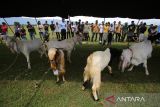 Sejumlah warga mengikuti  kontes domba dan kambing dalam rangka HUT  ke 79 TNI AU di Pangkalan Undara Sultan Iskandar Muda (SIM) Blang Bintang, kabupaten Aceh Besar, Aceh, Minggu (20/4/2025). Kontes ternak domba dan kambing  yang berlangsung serentak di seluruh Lanud jajaran TNI AU itu untuk memberikan edukasi kepada masyarakat dalam pemeliharaan dan menjaga kesehatan ternak  domba dan kambing dalam menyukseskan program pemerintah terwujudnya swasembada pangan di bidang peternakan. ANTARA FOTO/Ampelsa.