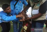 Petugas kesehatan hewan bersama panitia lomba  memeriksa kesehatan gigi ternak saat berlangsung kontes domba dan kambing dalam rangka HUT  ke 79 TNI AU di Pangkalan Undara Sultan Iskandar Muda (SIM) Blang Bintang, kabupaten Aceh Besar, Aceh, Minggu (20/4/2025). Kontes ternak domba dan kambing  yang berlangsung serentak di seluruh Lanud jajaran TNI AU itu untuk memberikan edukasi kepada masyarakat dalam pemeliharaan dan menjaga kesehatan ternak  domba dan kambing dalam menyukseskan program pemerintah terwujudnya swasembada pangan di bidang peternakan. ANTARA FOTO/Ampelsa.