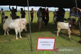 Sejumlah warga mengikuti  kontes domba dan kambing dalam rangka HUT  ke 79 TNI AU di Pangkalan Undara Sultan Iskandar Muda (SIM) Blang Bintang, kabupaten Aceh Besar, Aceh, Minggu (20/4/2025). Kontes ternak domba dan kambing  yang berlangsung serentak di seluruh Lanud jajaran TNI AU itu untuk memberikan edukasi kepada masyarakat dalam pemeliharaan dan menjaga kesehatan ternak  domba dan kambing dalam menyukseskan program pemerintah terwujudnya swasembada pangan di bidang peternakan. ANTARA FOTO/Ampelsa.