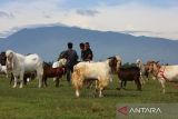 Sejumlah warga mengikuti  kontes domba dan kambing dalam rangka HUT  ke 79 TNI AU di Pangkalan Undara Sultan Iskandar Muda (SIM) Blang Bintang, kabupaten Aceh Besar, Aceh, Minggu (20/4/2025). Kontes ternak domba dan kambing  yang berlangsung serentak di seluruh Lanud jajaran TNI AU itu untuk memberikan edukasi kepada masyarakat dalam pemeliharaan dan menjaga kesehatan ternak  domba dan kambing dalam menyukseskan program pemerintah terwujudnya swasembada pangan di bidang peternakan. ANTARA FOTO/Ampelsa.
