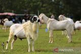 Sejumlah warga mengikuti  kontes domba dan kambing dalam rangka HUT  ke 79 TNI AU di Pangkalan Undara Sultan Iskandar Muda (SIM) Blang Bintang, kabupaten Aceh Besar, Aceh, Minggu (20/4/2025). Kontes ternak domba dan kambing  yang berlangsung serentak di seluruh Lanud jajaran TNI AU itu untuk memberikan edukasi kepada masyarakat dalam pemeliharaan dan menjaga kesehatan ternak  domba dan kambing dalam menyukseskan program pemerintah terwujudnya swasembada pangan di bidang peternakan. ANTARA FOTO/Ampelsa.