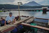 Pembudidaya memanen ikan nila hasil budidaya keramba apung miliknya di danau Ranu Klakah, Desa Tegalrandu, Kecamatan Klakah, Lumajang, Jawa Timur, Senin (21/4/2025). Budi daya ikan air tawar jenis nila di kawasan tersebut dapat menghasilkan 1,5 kuintal ikan dari satu petak keramba berukuran 22 meter persegi dan dapat dipanen setiap bulan yang kemudian dijual kepada wisatawan serta beberapa warga seharga Rp35 ribu per kilogramnya. ANTARA Jatim/Irfan Sumanjaya/mas.