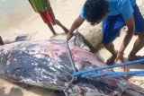 KKP menangani seekor paus terdampar di NTT