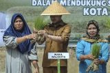 Wakil Wali Kota Jambi Diza Hazra Aljosha (tengah) bersama anggota Kelompok Tani Tanjung Terap menyiapkan bibit padi saat peluncuran Gerakan Tanam Padi Serentak di Penyengat Rendah, Telanaipura, Jambi, Selasa (22/4/2025). Pemerintah Kota Jambi secara serentak memulai musim penanaman padi periode April-Mei 2025 di 520 hektare lahan persawahan setempat guna mendukung terciptanya swasembada pangan di daerah itu. ANTARA FOTO/Wahdi Septiawan/tom.