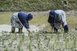 Anggota Kelompok Tani Tanjung Terap menanam bibit padi saat peluncuran Gerakan Tanam Padi Serentak di Penyengat Rendah, Telanaipura, Jambi, Selasa (22/4/2025). Pemerintah Kota Jambi secara serentak memulai musim penanaman padi periode April-Mei 2025 di 520 hektare lahan persawahan setempat guna mendukung terciptanya swasembada pangan di daerah itu. ANTARA FOTO/Wahdi Septiawan/tom.