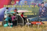 Pekerja dengan menggunakan mesin pemanen memanen padi saat panen raya padi TNI AL di lahan persawahan Komplek TNI AL Kenjeran, Surabaya, Jawa Timur, Rabu (23/4/2025). Panen raya padi dalam rangka mendukung program ketahanan pangan pemerintah dilakukan di lahan persawahan Komplek TNI AL Kenjeran dengan lahan seluas 78 hektar yang menghasilkan 600 ton gabah padi dan di lahan persawahan Semolowaru dengan lahan seluas 9 hektar yang menghasilkan 13 ton gabah padi. ANTARA Jatim/Didik Suhartono/mas.