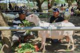 Peserta memberi makan domba sebelum dinilai dalam kontes ternak di Pasar Hewan Lumajang, Lumajang, Jawa Timur, Sabtu (24/4/2025). Dalam ajang yang diselenggarakan oleh Himpunan Kerukunan Tani Indonesia (HKTI) Lumajang bersama, Asosiasi Peternak Domba Lumajang (APDL), dan Himpunan Peternak Domba Kambing Indonesia (HPDKI) tersebut diikuti sebanyak 61 peserta dengan penilaian berdasarkan bobot, tinggi, panjang tubuh, serta aspek kebersihan dan kesehatan ternak sebagai upaya mendorong peningkatan kualitas peternakan di daerah itu. ANTARA Jatim/Irfan Sumanjaya/mas.