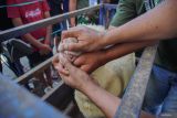 Panitia menilai kondisi kesehatan domba dalam kontes ternak di Pasar Hewan Lumajang, Lumajang, Jawa Timur, Sabtu (24/4/2025). Dalam ajang yang diselenggarakan oleh Himpunan Kerukunan Tani Indonesia (HKTI) Lumajang bersama, Asosiasi Peternak Domba Lumajang (APDL), dan Himpunan Peternak Domba Kambing Indonesia (HPDKI) tersebut diikuti sebanyak 61 peserta dengan penilaian berdasarkan bobot, tinggi, panjang tubuh, serta aspek kebersihan dan kesehatan ternak sebagai upaya mendorong peningkatan kualitas peternakan di daerah itu. ANTARA Jatim/Irfan Sumanjaya/mas.